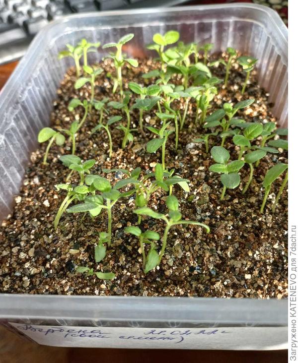 Вербена. В прошлом году было пару кустиков у нас, цветы были ярко-розового цвета, вот с неё семена и собрали.