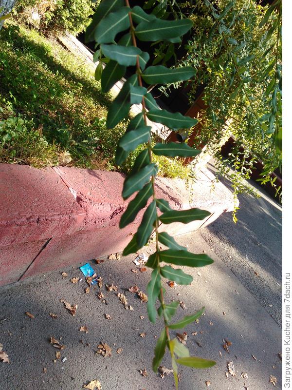 Вот еще отдельно фото  ветки с листьями.