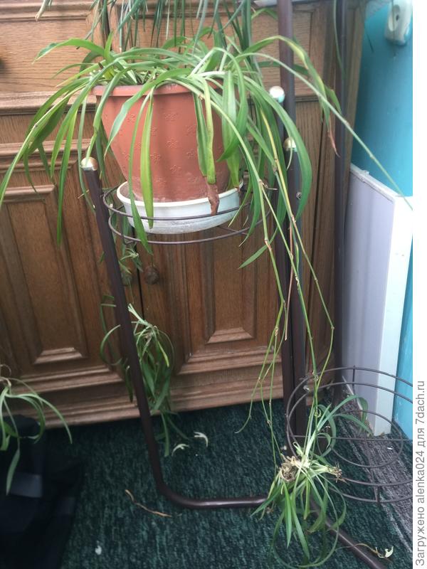 Подcкажите как называетcя цветок?