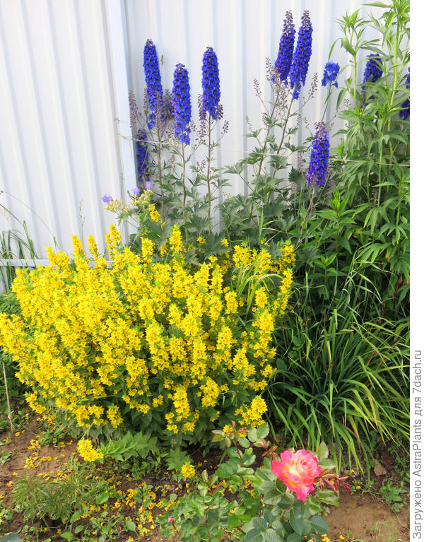 Вербейник и Дельфиниум