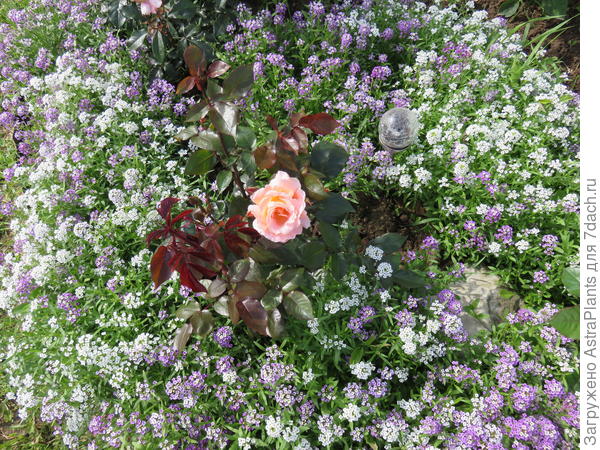 Алиссум Морской смесь