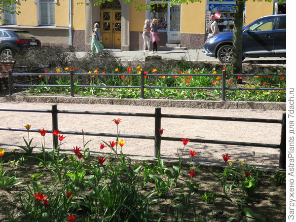 Тюльпаны на улицах доверчивы и открыты.