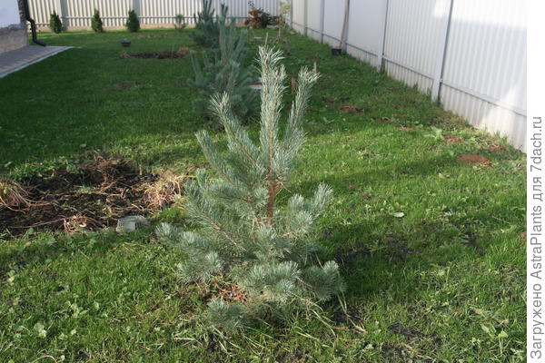 Сосна обыкновенная Глаука.