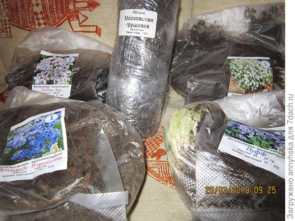 Весной пришли молочноцветковые колокольчики и яблонька ,что удивительно - яблонька в этом же году зацвела ,правда бутончики я удалила )...