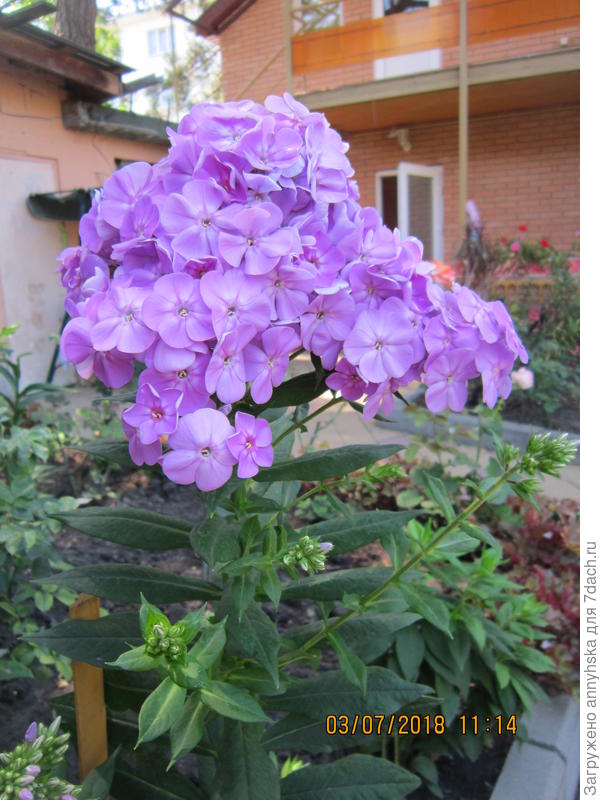 Прошлогодний флокс из&amp;quot; Садового мира &amp;quot;Крупный цветок и очень душистый.