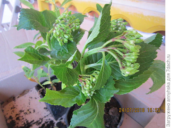 Гортензия даже с бутонами ,пришлось их удалить.