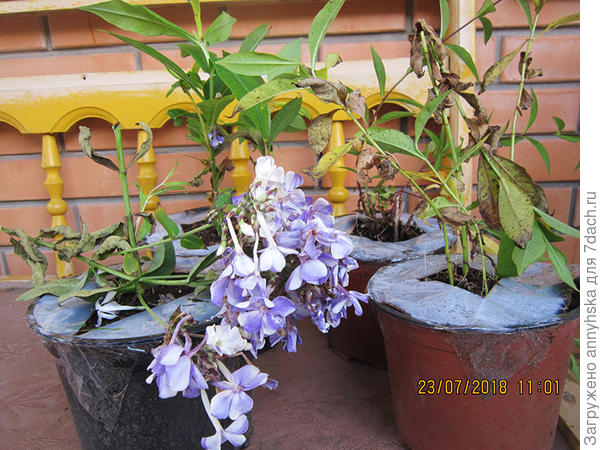 Один флокс был цветущий ,обломился,но это не страшно.