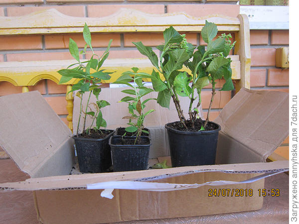 Это флоксы и гортензия.