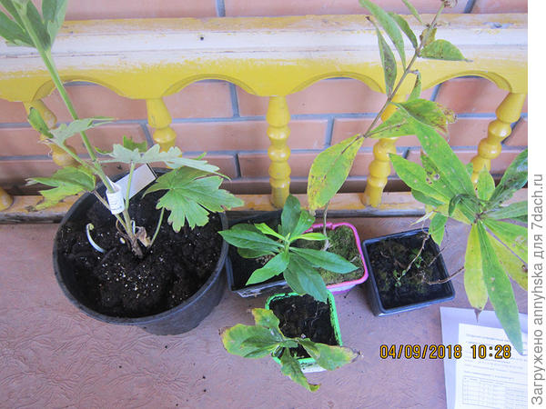 Четыре флокса и один дельфиниум.