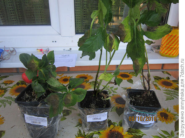 Это нельзя назвать гортензиями ,такое чувство,что их выращивали в очень тёмном подвале