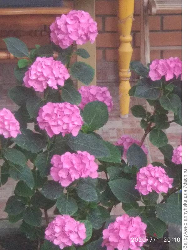 Рената Штейнигер