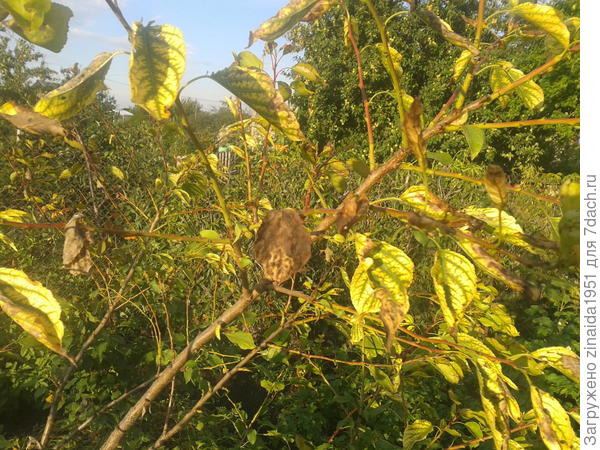 те что остались скрученные и почерневшие