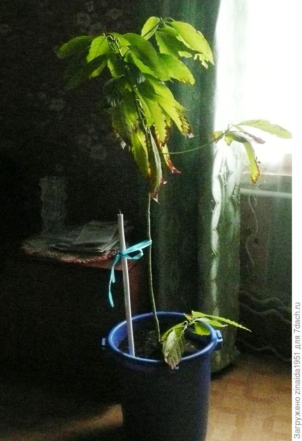 снимок не очень хороший, видны листья подсохшие.