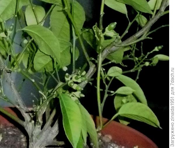 снимок лимона, видны завязи