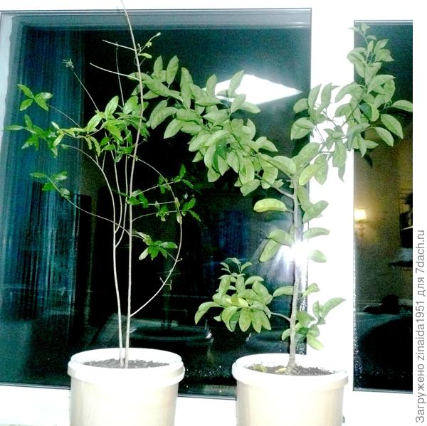 слева гранат, ему 2 года, справа апельсин