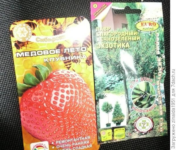 Клубника  &amp;quot;медовое  лето&amp;quot;  как  пишут  - крупноплодная,  сладкая,  ранняя