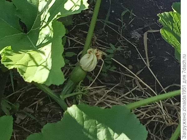 это тыква голосемянная, жемчужная вообще не взошла, а витаминная совсем маленькая.