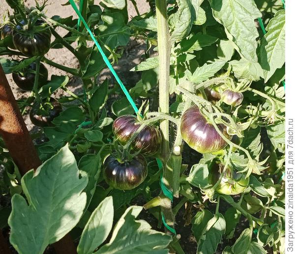 а  это  другой  куст   томатов   "Азарк Закат"