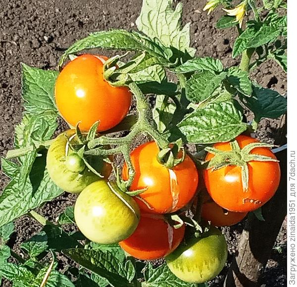 основную  пробу  сняла  внучка,  а  мы  попробовали,   понравились