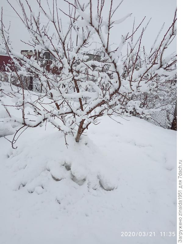 Абрикос опять в снегу.