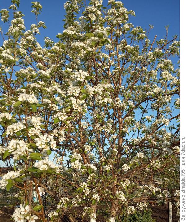 Груша &amp;quot;нежность&amp;quot;.