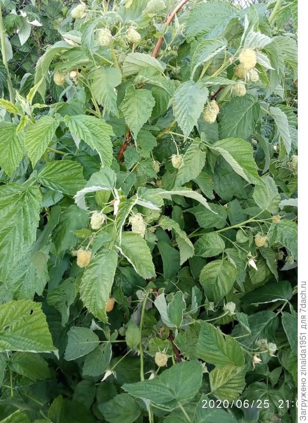 Сходила в ОГ и сфотографировала один куст, но уже обобранный от спелых ягод.
