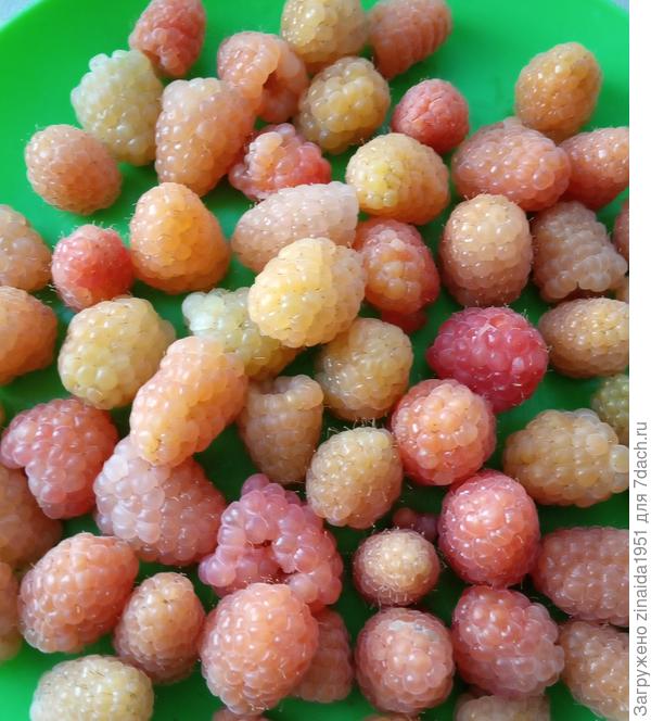 Вечером собрала ягоды, успела только остатки сфотографировать