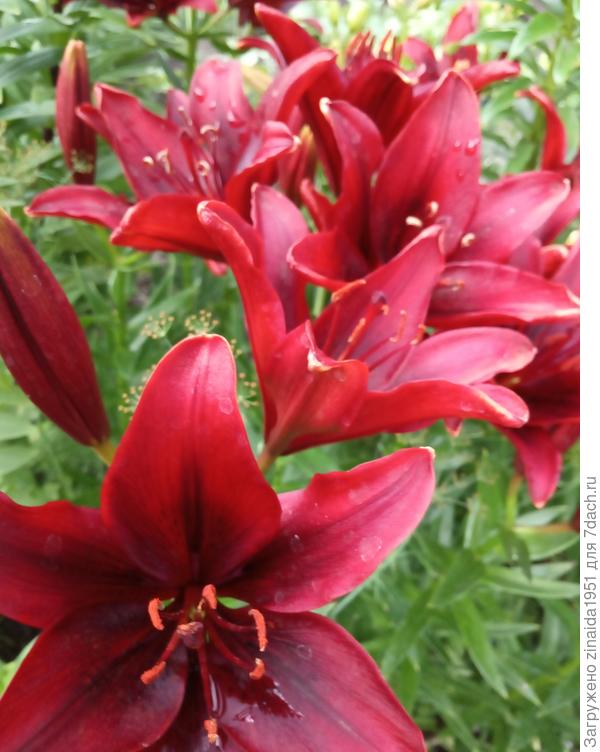 София! Позд