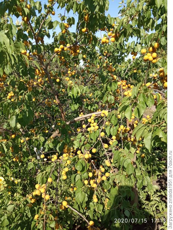 Абрикосы поспевают, уже варенье сварила и компоты закручиваю