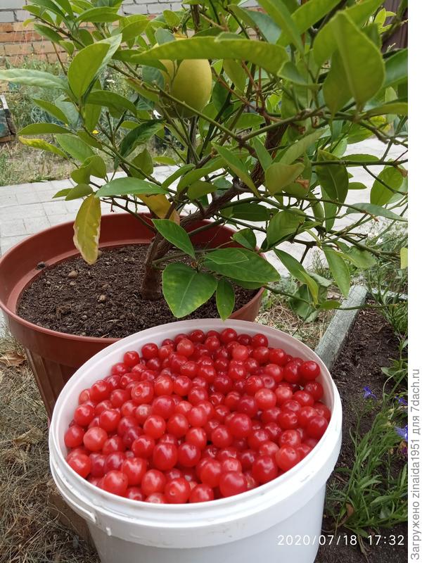 "Китайку" сегодня начала собирать. Хотя бы жара немного спала.