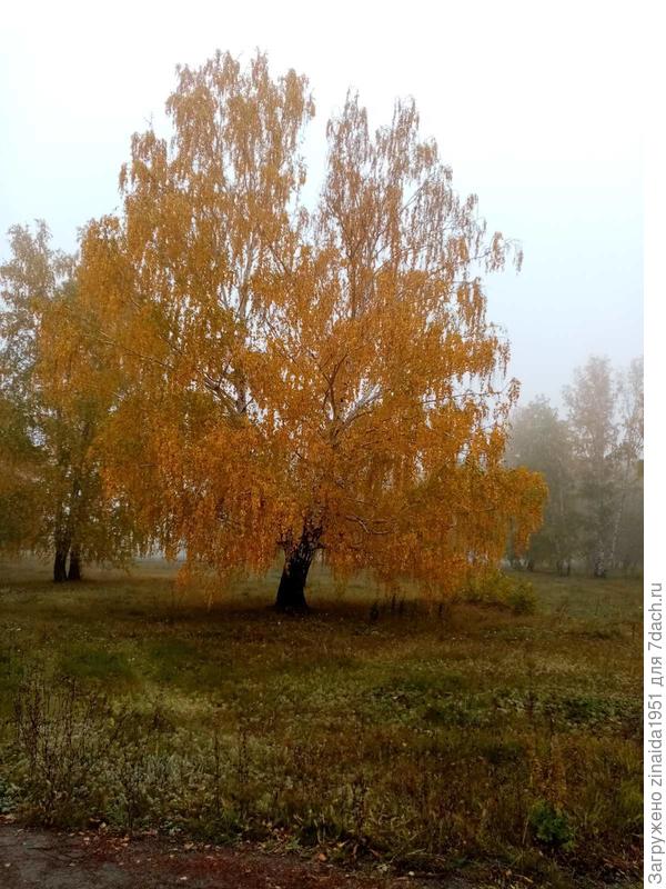 Деревья с жёлтой листвой