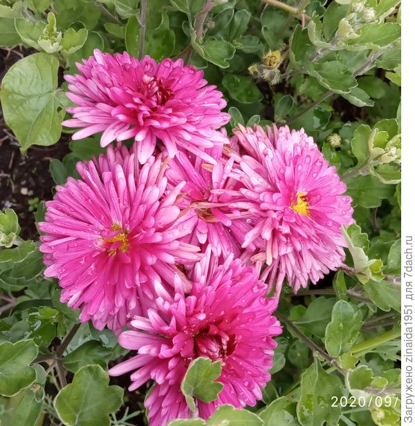 Хризантема