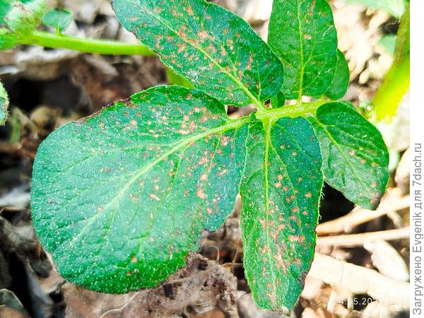 Такая еще фотография есть.