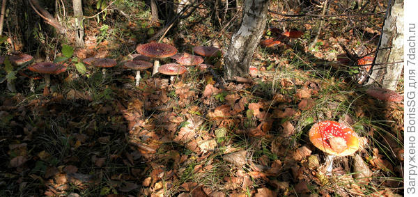 растут густо, смело и гордо.