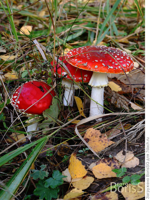 самые обычные мухлмлоы