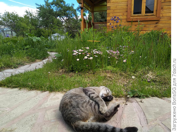 Теплая, солнечная дорожка - особенно нравится соседскому коту :-)