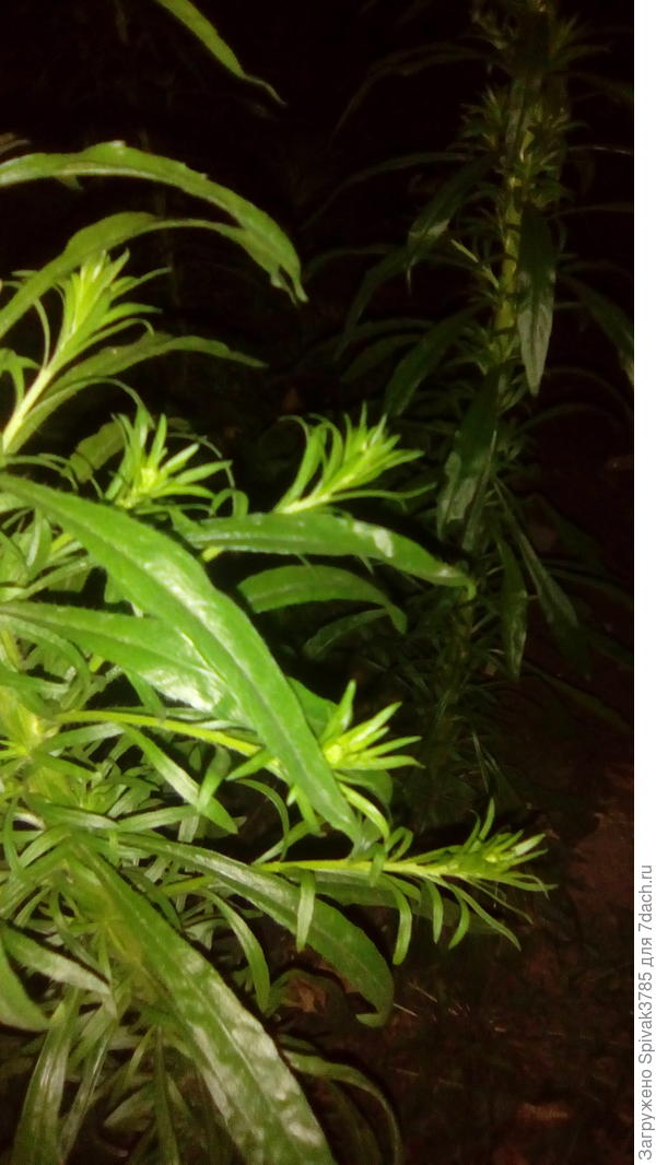 Оно же ,более детально.