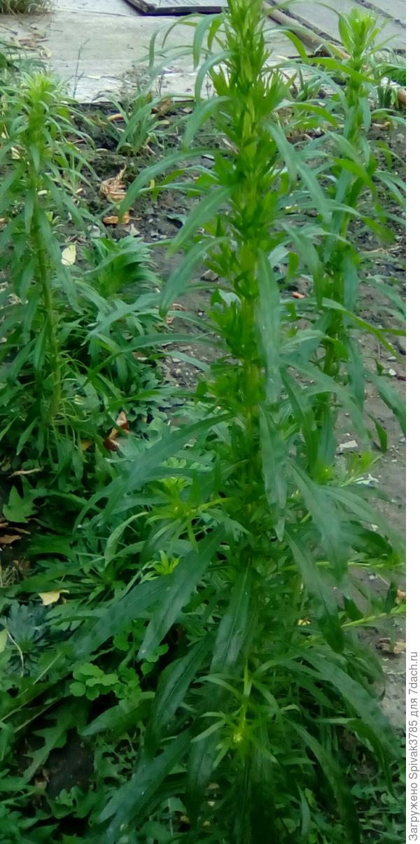 Подскажите пожалуйста ,что это за растение? Очень важно.