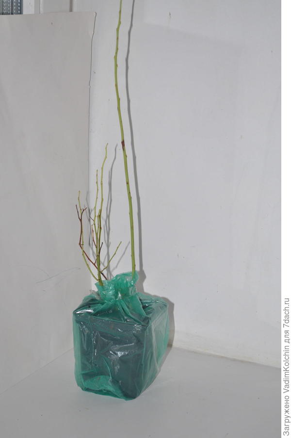 неизвестное растение