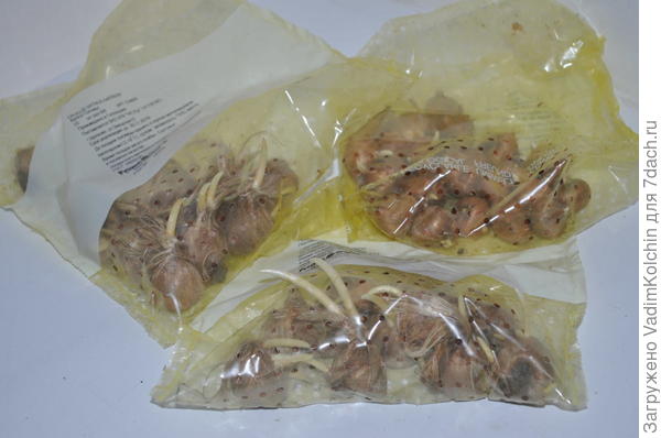 Проросшие крокусы