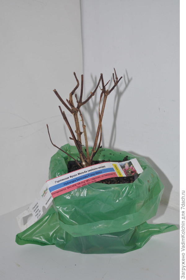 хворост гортензиевый