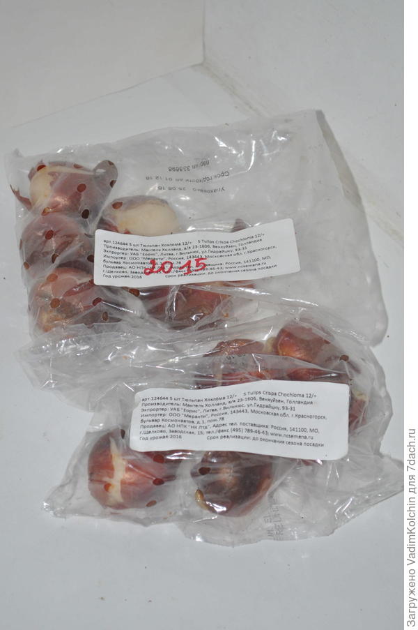 Тюльпан хохлома