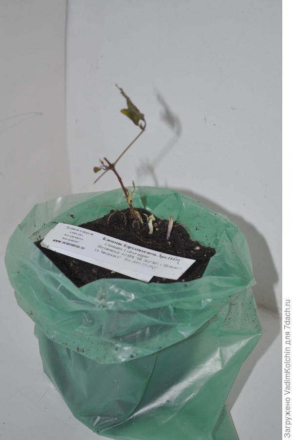 Побитый жизнью и содержимым коробки клематис