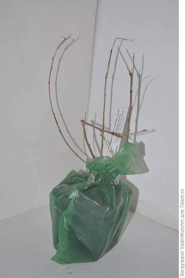 Обломки белой сакуры