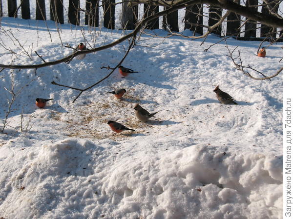 Снегири и свиристели