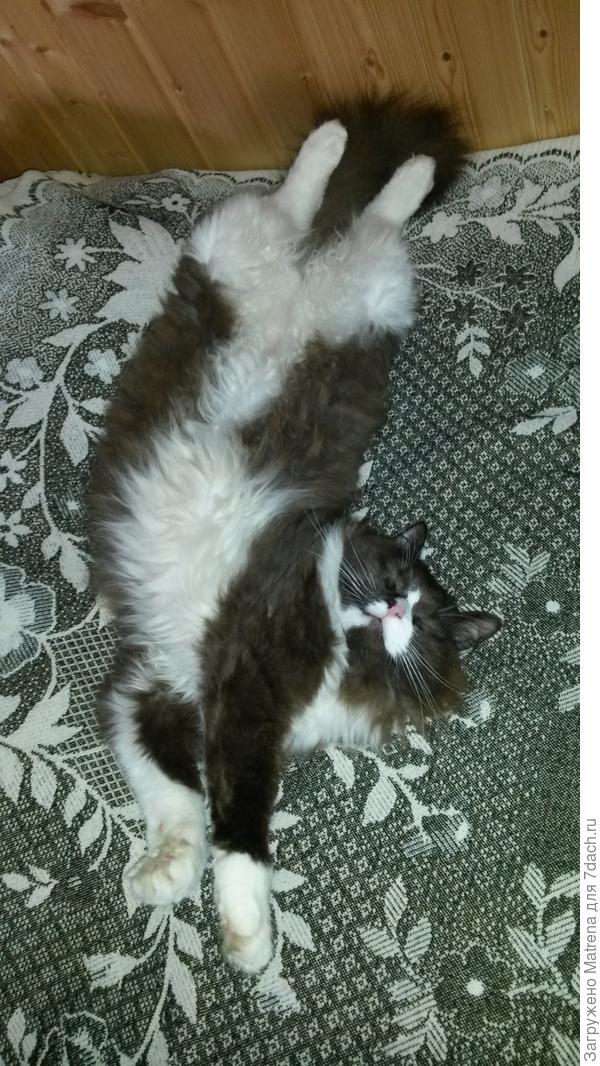 Вот она Мотя)))