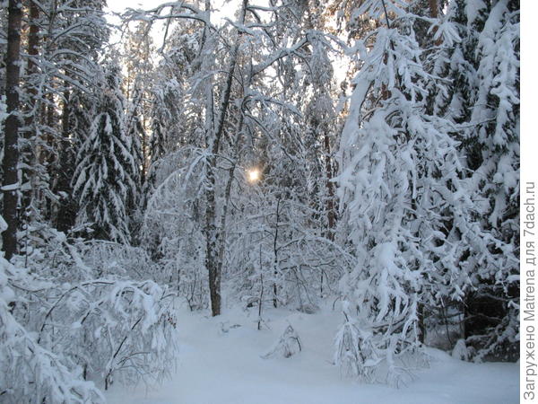 В лесу солнце еле видно.