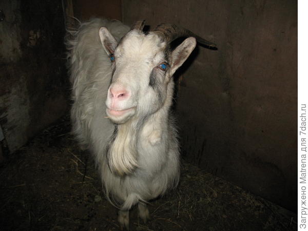 Голубоглазая красотка