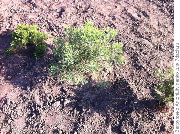 фото после пересадки на постоянное место в 2017 году саженец №1