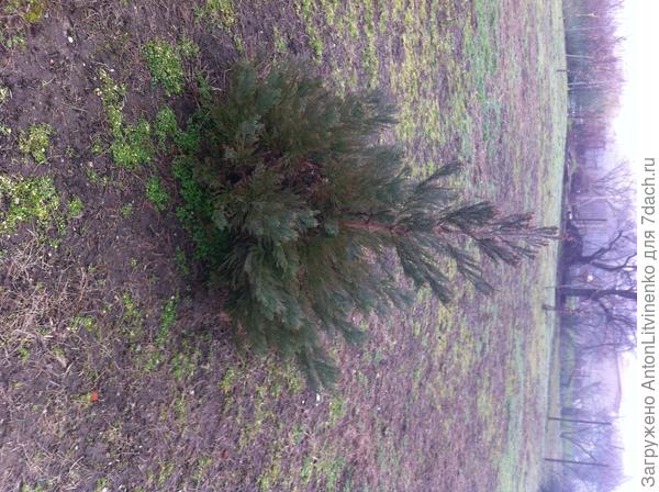 05.02.2019 г. саженец №2